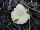 Hygrocybe angustifolia image