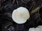 Hygrocybe angustifolia image