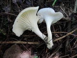 Hygrocybe angustifolia image