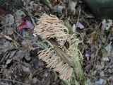 Ramaria rubella image