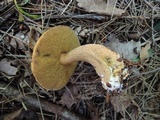 Suillus punctipes image