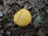 Suillus punctipes image