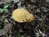 Suillus punctipes image