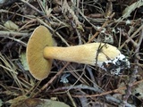 Suillus punctipes image