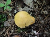 Suillus punctipes image