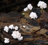 Xylaria cubensis image