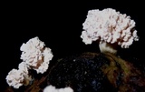 Xylaria cubensis image