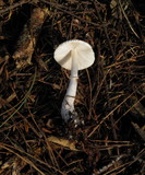 Lepiota rubrotinctoides image