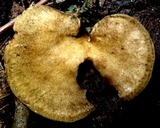 Boletinellus exiguus image