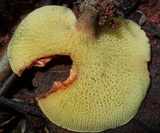 Boletinellus exiguus image