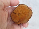 Onnia tomentosa image
