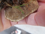 Onnia tomentosa image