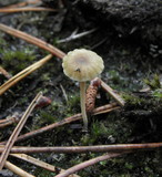 Lichenomphalia umbellifera image