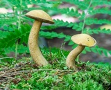 Suillus punctipes image