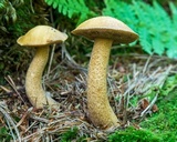 Suillus punctipes image