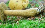 Suillus punctipes image