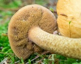 Suillus punctipes image