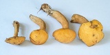 Suillus punctipes image
