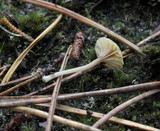 Lichenomphalia umbellifera image