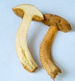 Suillus punctipes image