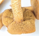 Suillus punctipes image