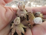 Geastrum minimum image