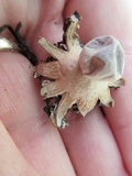 Geastrum minimum image