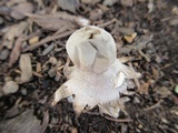 Geastrum minimum image