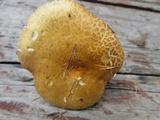 Stropharia kauffmanii image