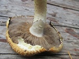 Stropharia kauffmanii image