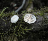 Hemimycena candida image