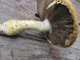 Stropharia kauffmanii image