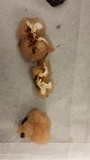 Tremella encephala image
