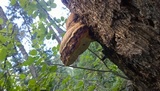 Fomitopsis schrenkii image