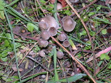 Mycena leptocephala image
