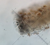 Inocybe sericella image