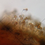 Inocybe sericella image