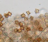 Inocybe sericella image