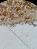 Inocybe sericella image