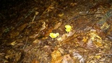 Chrysomphalina strombodes image