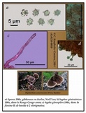 Hydnellum concrescens image