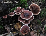 Hydnellum concrescens image