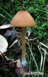 Entoloma formosum image