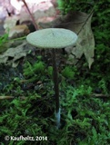Entoloma conicum image