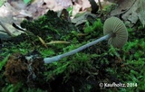 Entoloma conicum image