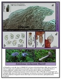 Entoloma violaceum image
