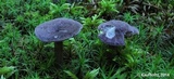 Entoloma violaceum image