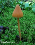 Entoloma quadratum image