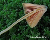 Entoloma quadratum image
