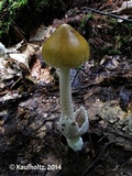 Amanita sinicoflava image